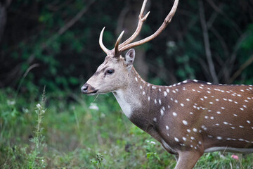 spotted deer or chital or axis deer standing in a forest - closeup shot