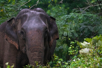 Fototapeta na wymiar Asian wild elephant in jungle - Closeup shot