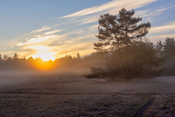 Bäume in einer morgendlichen Heidelandschaft bei Sonnenaufgang.