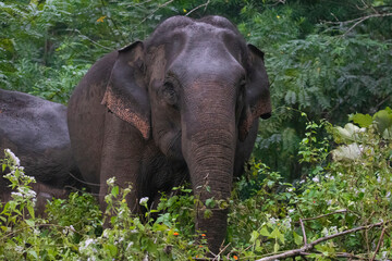 Asian wild elephants in jungle