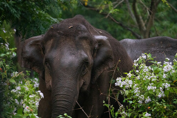 Asian wild Elephant standing in a forest