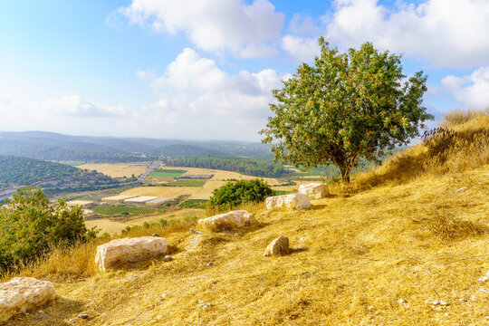 Trees, countryside and rolling hills in the Shephelah region