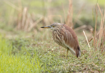 indian pond heron on a winter morning. Indian pond heron or paddybird is a small heron. It is of Old World origins, breeding in southern Iran and east to the Indian subcontinent, Burma, and Sri Lanka.