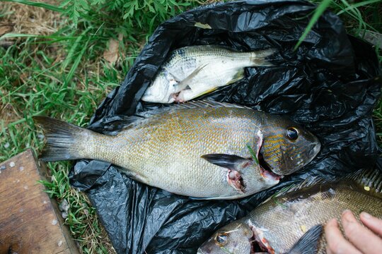Fresh Caught Fish