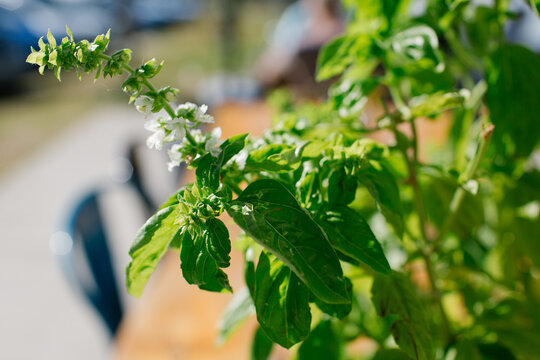 Close up shot of a green basil plant at a caf&eacute;