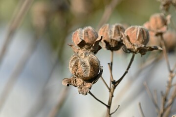Cotton rosemallow seeds. Malvaceae deciduous shrub. The flowering season is from July to October. The fruit is a capsule, covered with hairs, and has numerous seeds.