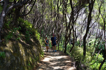 Obraz premium A European female and male walking through the native bush on the Abel Tasman National Park track, in summertime in New Zealand