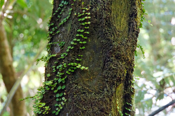 A climbing vine White Rata on a tree trunk in lush green native bush in the Abel Tasman National...
