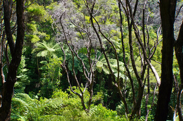 Lush green tree ferns and dry Kanuka trees in the Abel Tasman National Park, New Zealand