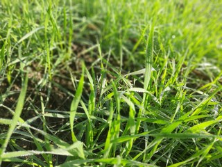 green grass with dew drops