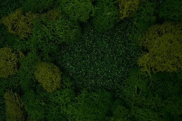 green moss on the wall