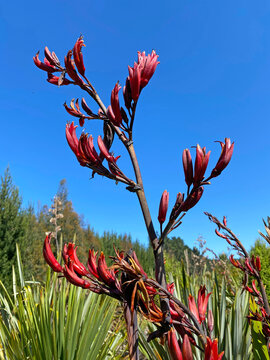 Close-up of New Zealand flax or harakeke in flower on a summer day