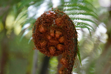 Close-up of unfurling baby koru silver fern frond in native bush, New Zealand