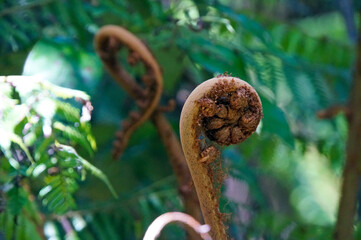 Close-up of unfurling baby koru silver fern frond in native bush, New Zealand