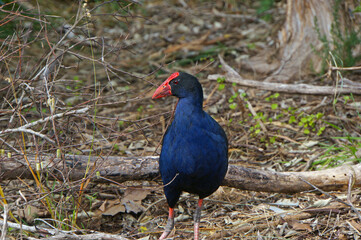 New Zealand Pukeko (Purple Swamphen) walking undergrowth