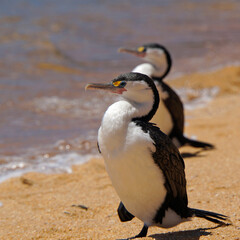 Two black and white Shags stand on a golden sand beach in the Abel Tasman National Park, New Zealand