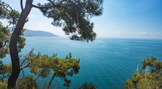 View of the Black Sea and pine trees on a sunny summer day. Turkey