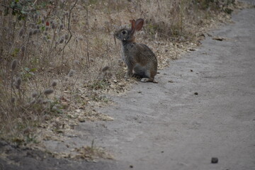 Rabbit Nibbling