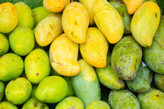 Mango close-up as a background. Tropical fruit mango bunch.