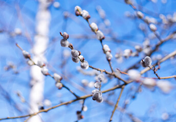 Willow blossom on a blurred spring background.