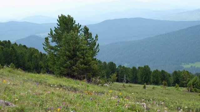 Video of natural highland alpine meadow with wild flowers. Cedar forest and mountain ranges are on background.