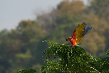 Scarlet macaw is freedom in green forest. 