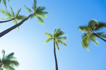 ヤシの木を下から見上げる