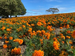 マリーゴールド