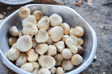 Preparing fresh straw mushrooms for cooking in a bowl