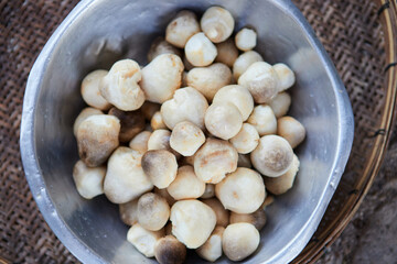 Preparing fresh straw mushrooms for cooking in a bowl