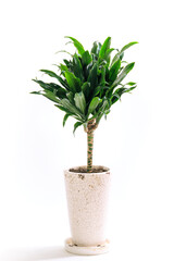 観葉植物、ドラセナ・コンパクタの鉢植え【白背景】