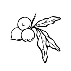 Fototapeta premium Macadamia nuts black and white linear vector illustration