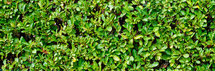 Fototapeta na wymiar shrub hedge bush fence tree foliage fresh plant natural green leaves banner in nature background