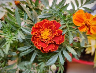 French Marigold Double Scarlet Red is an Exotic Winter season flower. French marigold (Tagetes...
