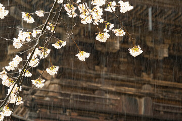 春の雨の中で咲く、サクラの花