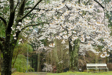 春の雨の中で咲く、サクラの花