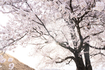 丘と満開の桜