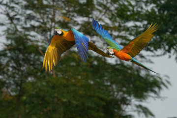 Blue and gold macaw and Green wing macaw freedom bird in green forest. 