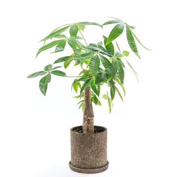 観葉植物、お金を生み出す樹として知られるパキラの鉢植え【白背景】