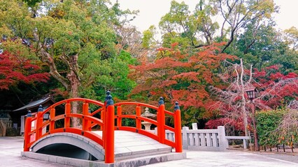 red bridge in autumn with momiji