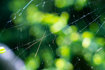 Spider web, plants and dew drops close-up. Natural pattern. Golden background. Soft sunlight. Macrophotography, graphic resources, insects, environmental conservation. Panoramic view, copy space

