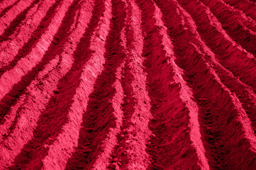 background, texture of earth and sand in the color of 2023 viva magenta. High quality photo