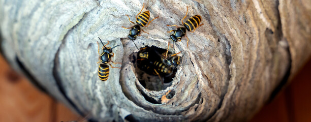 hornet's nest with wasps, selective focus