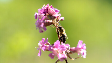 Bee and flower. Close up of a large striped bee collects honey on a yellow flower on a Sunny bright day. Macro horizontal photography. Summer and spring backgrounds