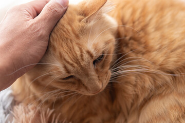 猫を撫でる　茶トラ猫