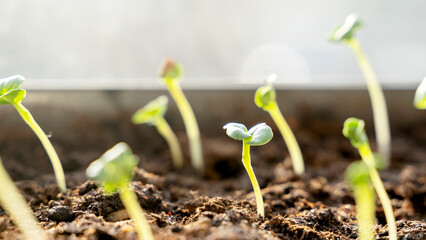 Melon seedlings in a tray, Sprouted seedlings are planted on black tray in the greenhouse.