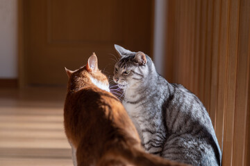 にらみ合う二匹の猫