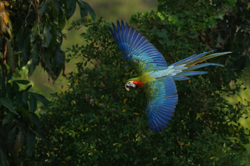 Green wing macaw freedom bird in green forest.