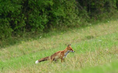 Red fox stalking on a meadow for mouse