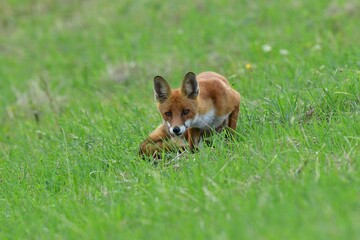 Portrait of red fox walking on the meadow grass